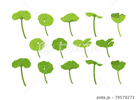 フキ　セット 79579273