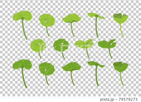 フキ　セット 79579273