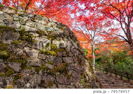 紅葉の郡上八幡城〈岐阜県郡上市〉 79579457