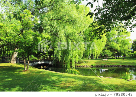 新緑の札幌中島公園 新緑の札幌中島公園 79580345