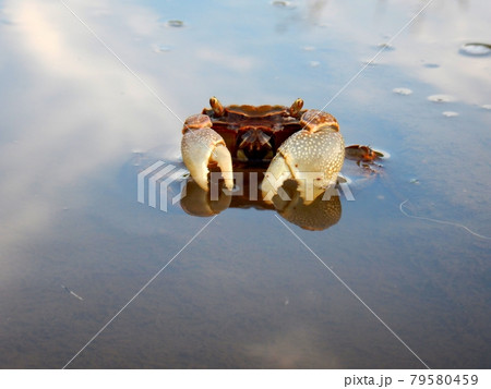 クロベンケイガニ 79580459