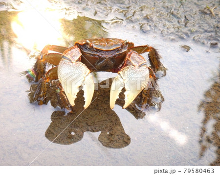 クロベンケイガニ 79580463