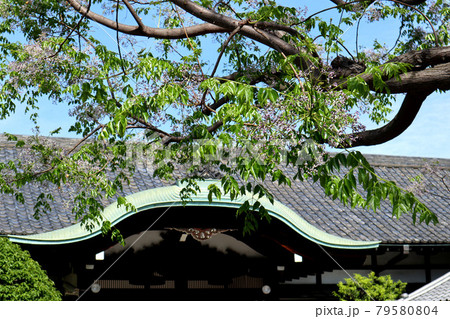 栴檀(センダン)の花。本駒込吉祥寺。5月。東京都文京区 栴檀(センダン)の花。本駒込吉祥寺。5月。東京都文京区 79580804