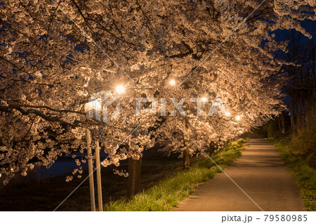 新城川桜ロード 新城川桜ロード 79580985