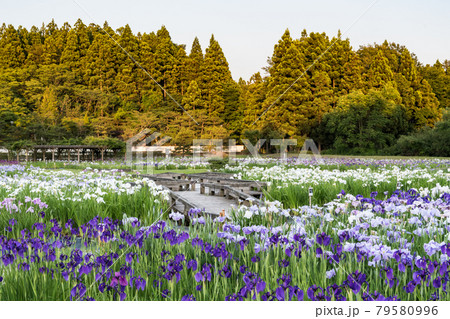 小泉潟公園 小泉潟公園 79580996
