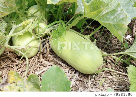 畑に実ったシロウリ 79581590