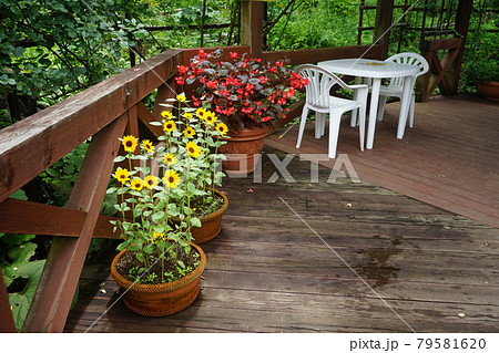 7月　多摩375ヒマワリ(向日葵)･キク科･多摩グリーンライブセンター 79581620