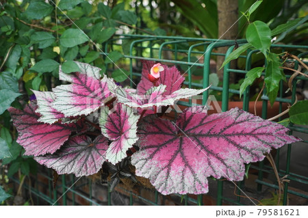 7月　多摩376根茎性ベゴニア(レックス･ベゴニア)･シュウカイドウ科･多摩グリーンライブセンター 79581621