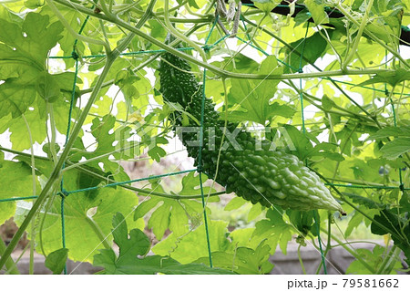 ゴーヤが実っている　夏野菜の一種 79581662