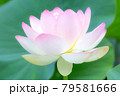 蓮の花 蓮の花 79581666