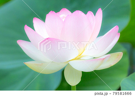蓮の花 79581666