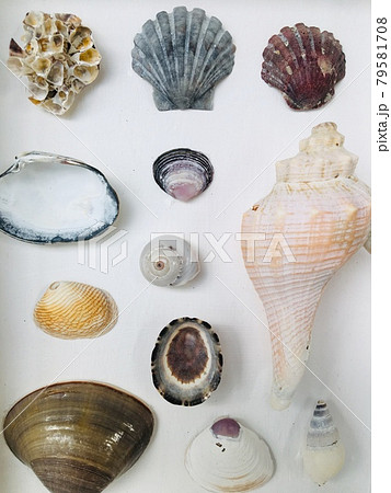 江ノ島の貝のコンポジション 江ノ島の貝のコンポジション 79581708