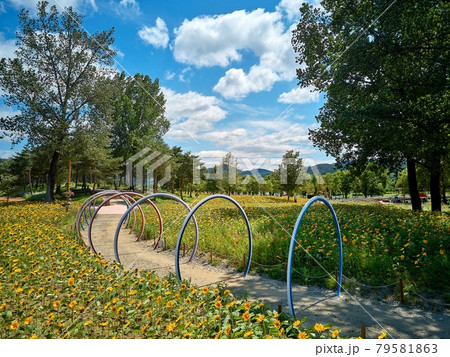 公園 花 花畑 79581863