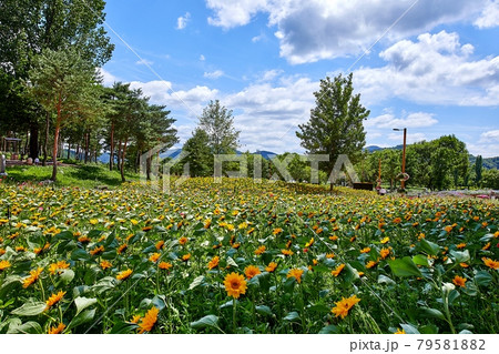 公園 花 花畑 79581882