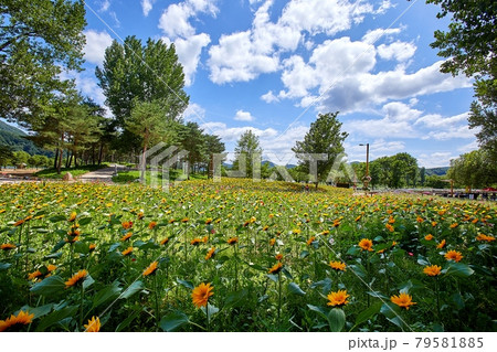 公園 花 花畑 79581885