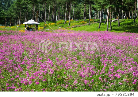 公園 花 花畑 79581894