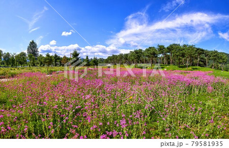 花 花畑 ケシ 79581935