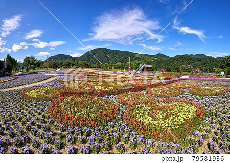 公園 花 花畑 79581936