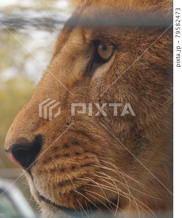 獲物を見つけるライオン 79582473