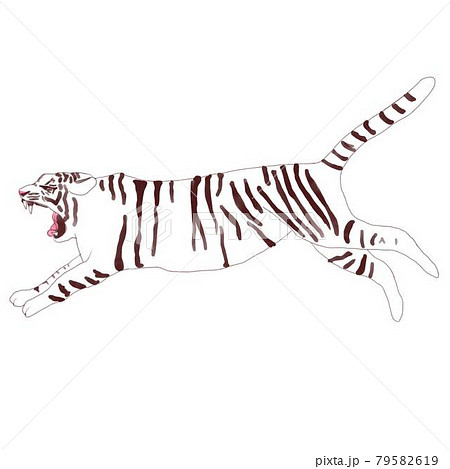 吠えながら走る白虎 79582619