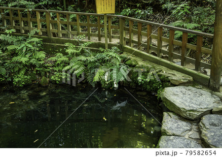 八重垣神社 鏡の池 島根県松江市 八重垣神社 鏡の池 島根県松江市 79582654