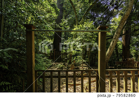 八重垣神社　大杉の跡　島根県松江市 79582860