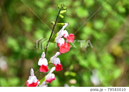 サルビア ミクロフィラ ホットリップスの写真素材