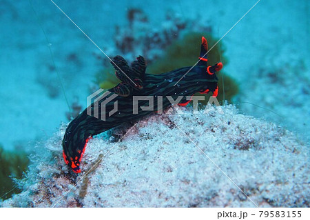 アカフチリュウグウウミウシ　沖縄の海 79583155