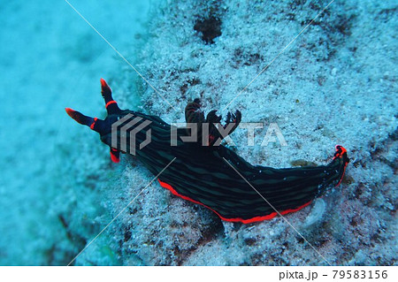 アカフチリュウグウウミウシ 沖縄の海 アカフチリュウグウウミウシ 沖縄の海 79583156