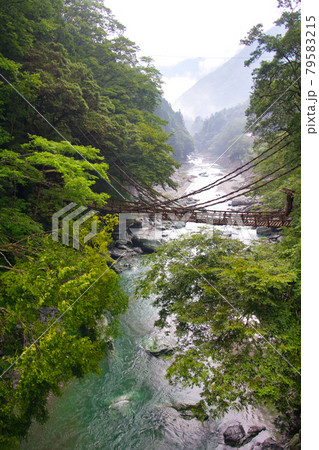 徳島県の祖谷のかずら橋 徳島県の祖谷のかずら橋 79583215