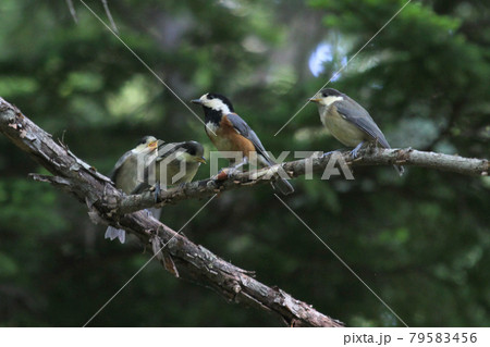 ヤマガラの親子　ヤマガラ　やまがら　北海道野鳥 79583456