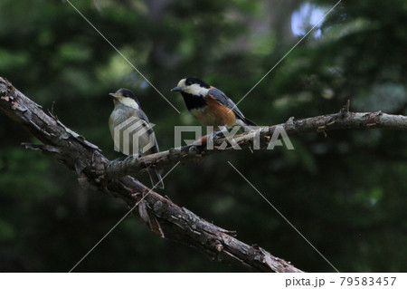 ヤマガラの親子　ヤマガラ　やまがら　北海道野鳥 79583457