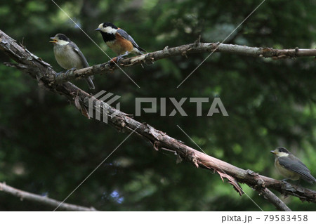 ヤマガラの親子　ヤマガラ　やまがら　北海道野鳥 79583458