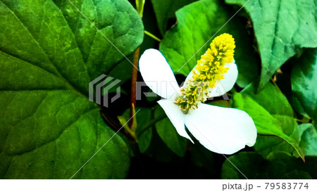 どくだみの花 どくだみの花 79583774