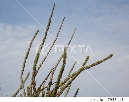 【マダガスカル】 アンツカイ植物園:青空に伸びるディディエレア科の植物(トゥリアーラ) 【マダガスカル】 アンツカイ植物園:青空に伸びるディディエレア科の植物(トゥリアーラ) 79584154
