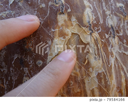 【マダガスカル】 アンツカイ植物園：バオバブの木の皮を触る手のクローズアップ（トゥリアーラ） 79584166