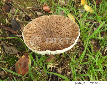 ヘビキノコモドキ ヘビキノコモドキ 79584259