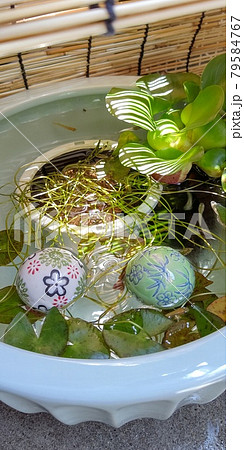 メダカのいる涼しげな夏の風景 79584767