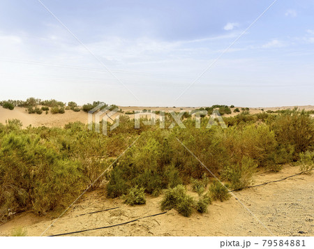 中国新疆ウィグル自治区 タクラマカン砂漠 / Taklimakan Desert, China 79584881