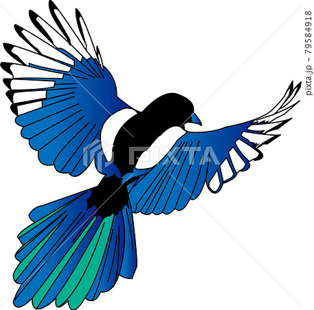 翼を広げた鳥のイラスト素材 [79584918] - PIXTA