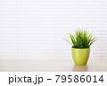 植物　プランター白い背景 79586014