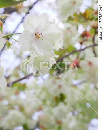 御衣黄桜   79586095