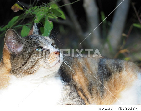何かを見上げる野良猫 何かを見上げる野良猫 79586387