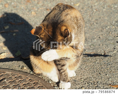 日向で毛づくろいしている野良猫 79586874