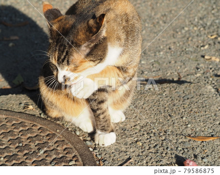 日向で毛づくろいしている野良猫 日向で毛づくろいしている野良猫 79586875