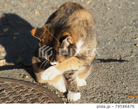 日向で毛づくろいしている野良猫 79586876