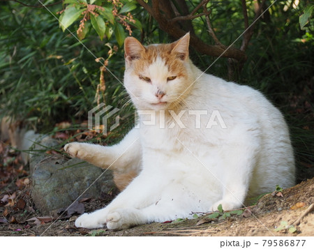 木陰でリラックスしている野良猫 79586877