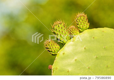 Cactus plant, Prickly pear cactus close up, cactus spines, Bunny Ears cactus or Opuntia Microdasys, blurred background, space for text Cactus plant, Prickly pear cactus close up, cactus spines, Bunny Ears cactus or Opuntia Microdasys, blurred background, space for text 79586890