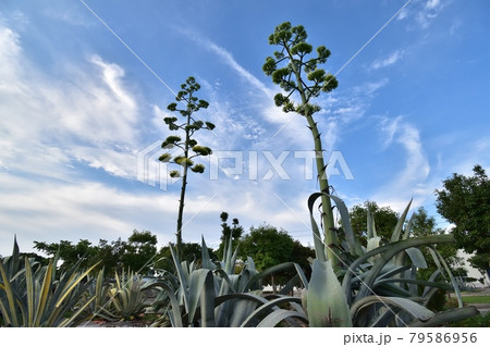 アオノリュウゼツラン210710pm5:22 79586956