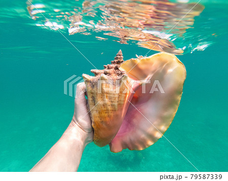 Hand of snorkeling man holding huge conch shell underwater. Concept of travel, vocation and adventure  79587339